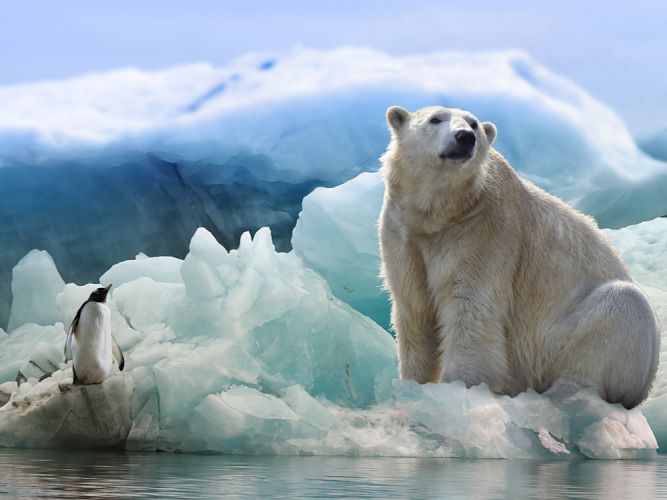unsplash polar bear